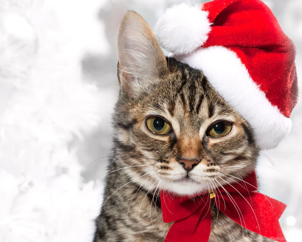 Christmas Cat Wallpapers And Images Wallpapers, Pictures, Photos