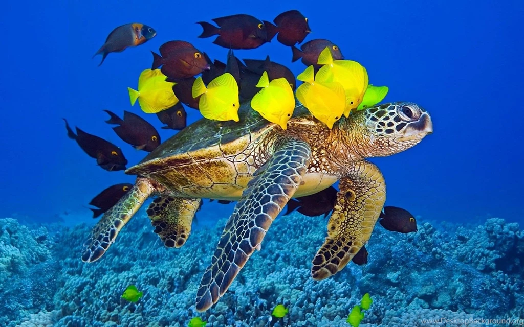 Turtle yellow fish underwater ocean hd wallpapers Magic4Walls.com