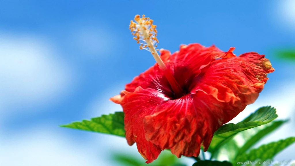 Hibiscus Latest HD Wallpapers Free Download