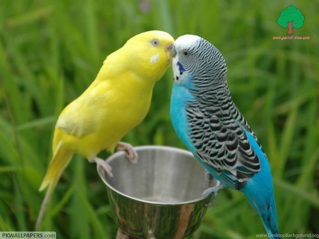 Free Animals Photos HD Wallpapers Lovely