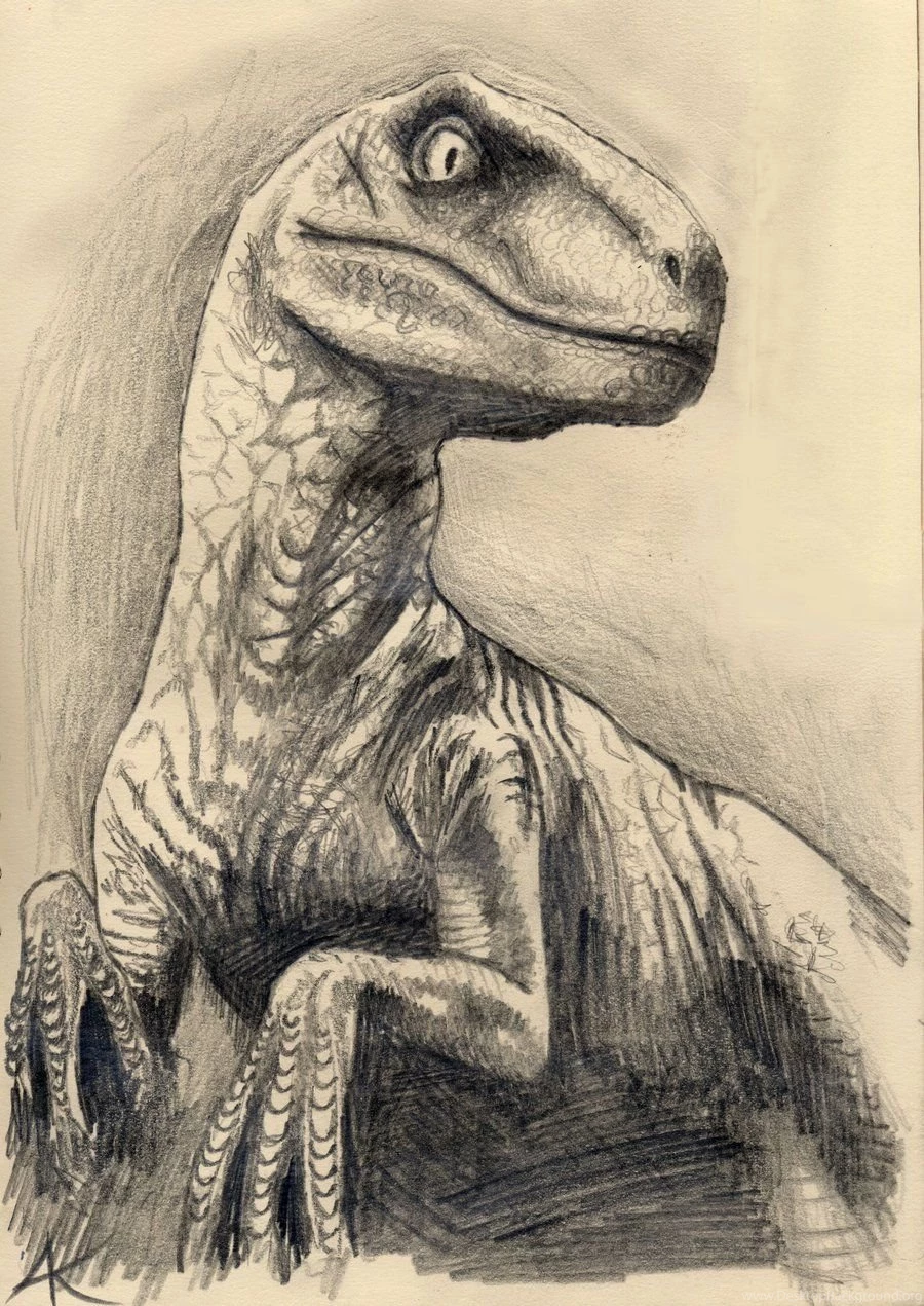 Velociraptor By Shark73 On DeviantArt