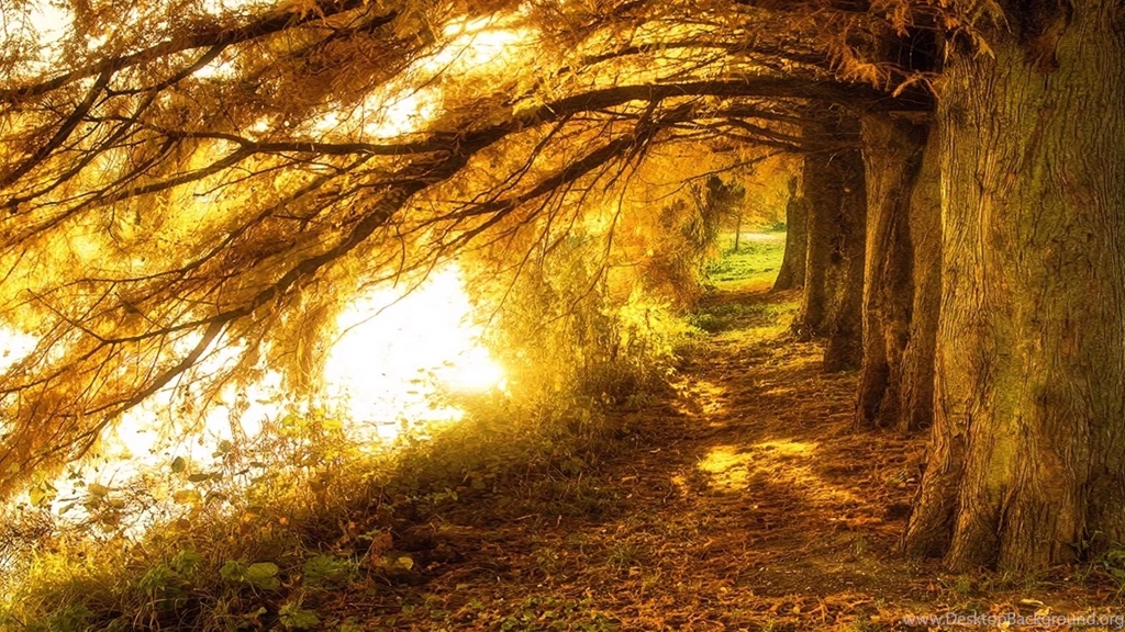 Nature Photography Backgrounds Wallpapers   658942