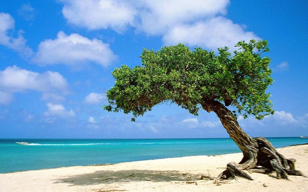 Nature Tree On Beach Wallpaper Free Desktop.jpg