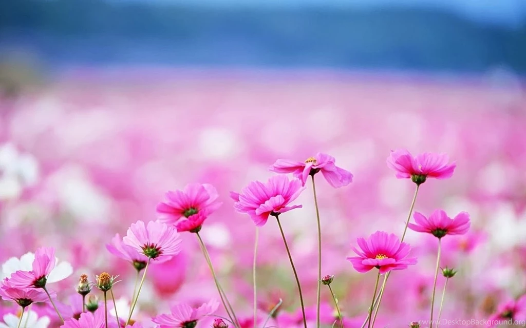 Cute Wallpapers Beautiful Wallpapers Collection 2014