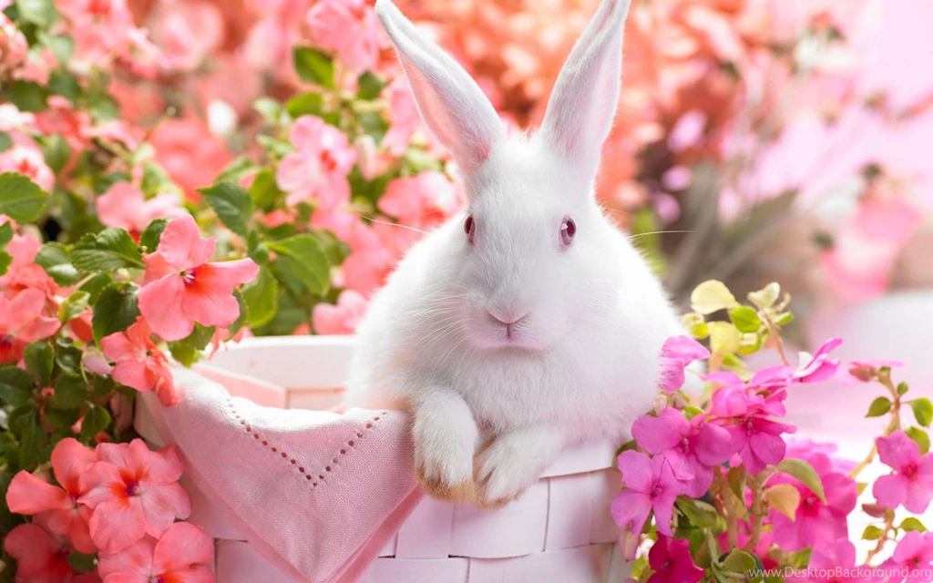 Cute Rabbit HD Wallpaper Desktop Computer.jpg