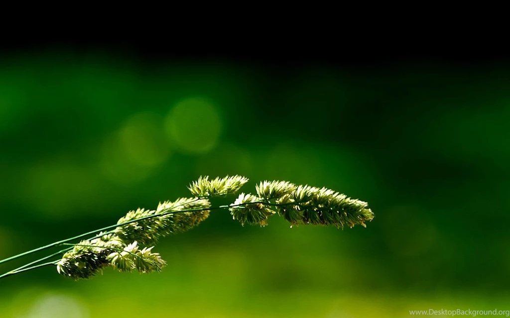 Widescreen Desktop Wallpapers High Resolution Widescreen Desktop ...