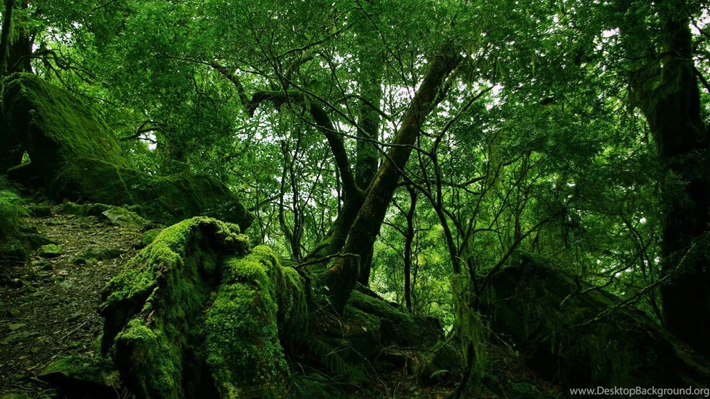 The Advantage Of Having Wallpapers HD Jungle – Design Inspiration