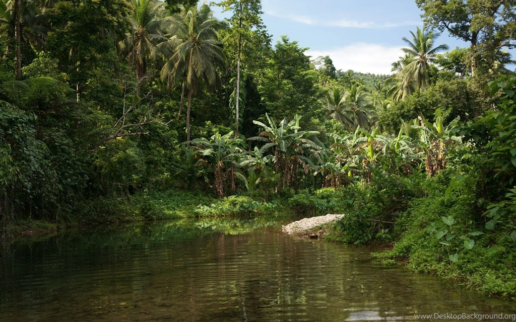 29 Jungle HD Wallpapers