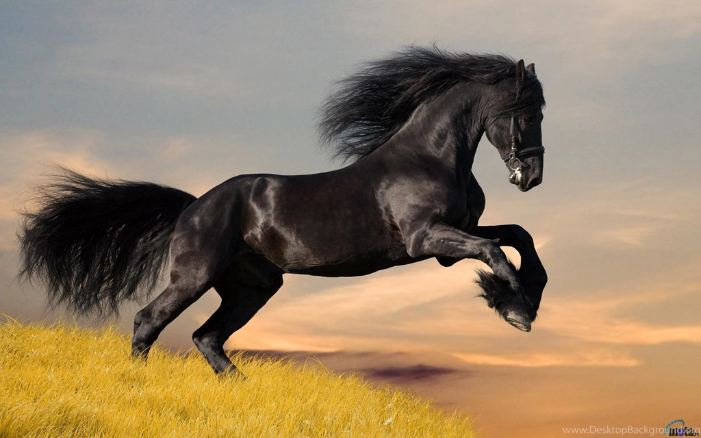 Friesian Horse Wallpapers Wallpapers Cave