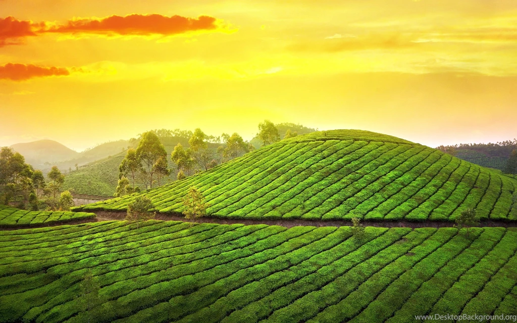 Gardens Wallpaper: Teagarden Sunset 6948747, Favorite 13 Nice ...