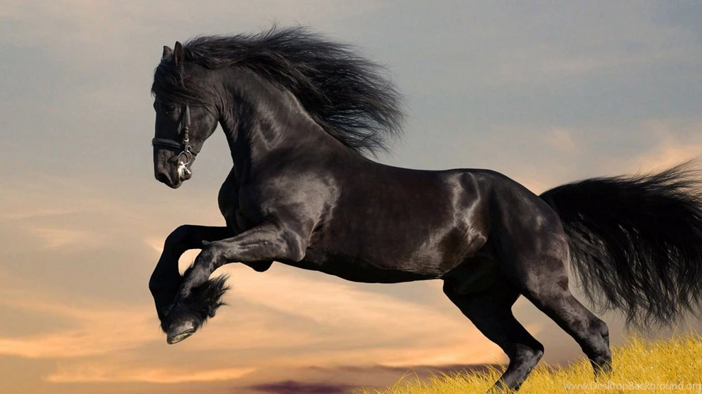Friesian Horse HD Wallpapers