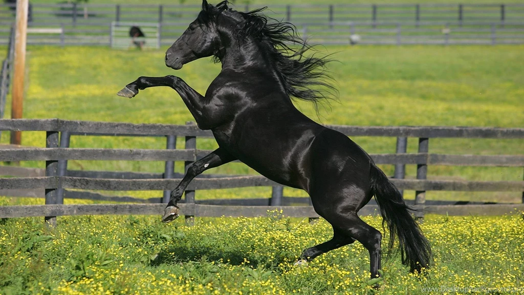Friesian Horse HD Wallpapers