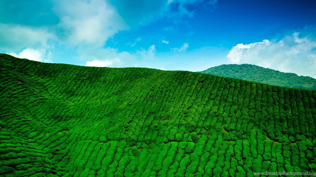 Gardens Wallpaper: Tea Garden Widescreen Wallpapers 5808, Favorite ...