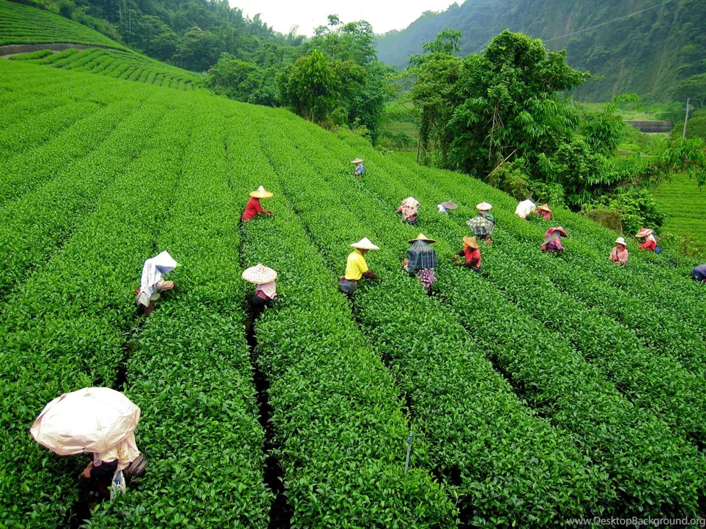 Gardens Wallpaper: Images For Gt Tea Garden Wallpaper, Favorite 28 ...