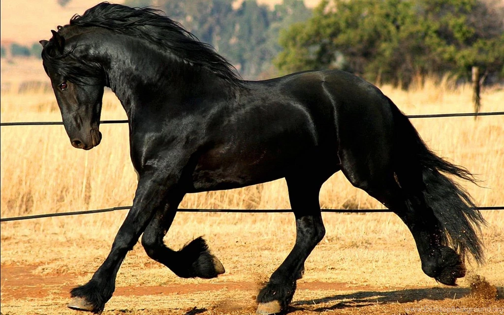 Friesian Horse Animal Hd Wallpapers 1920×1200 8049