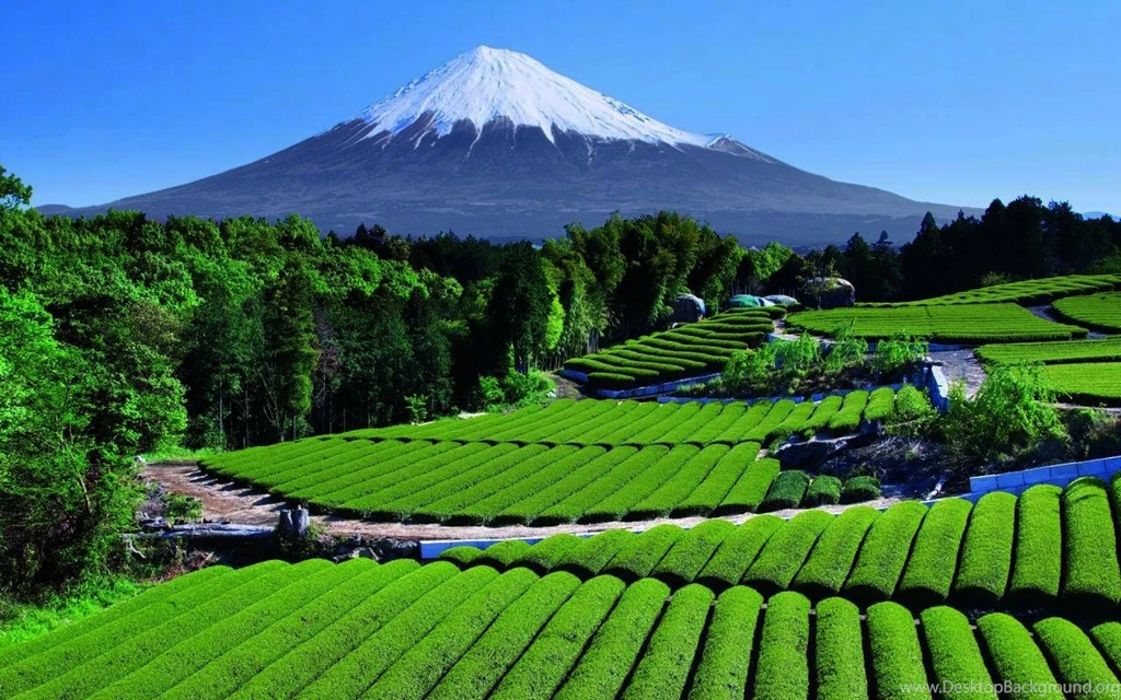 Gardens Wallpaper: Tea Garden Near Mt Fuji Japan Pics, Favorite 28 ...