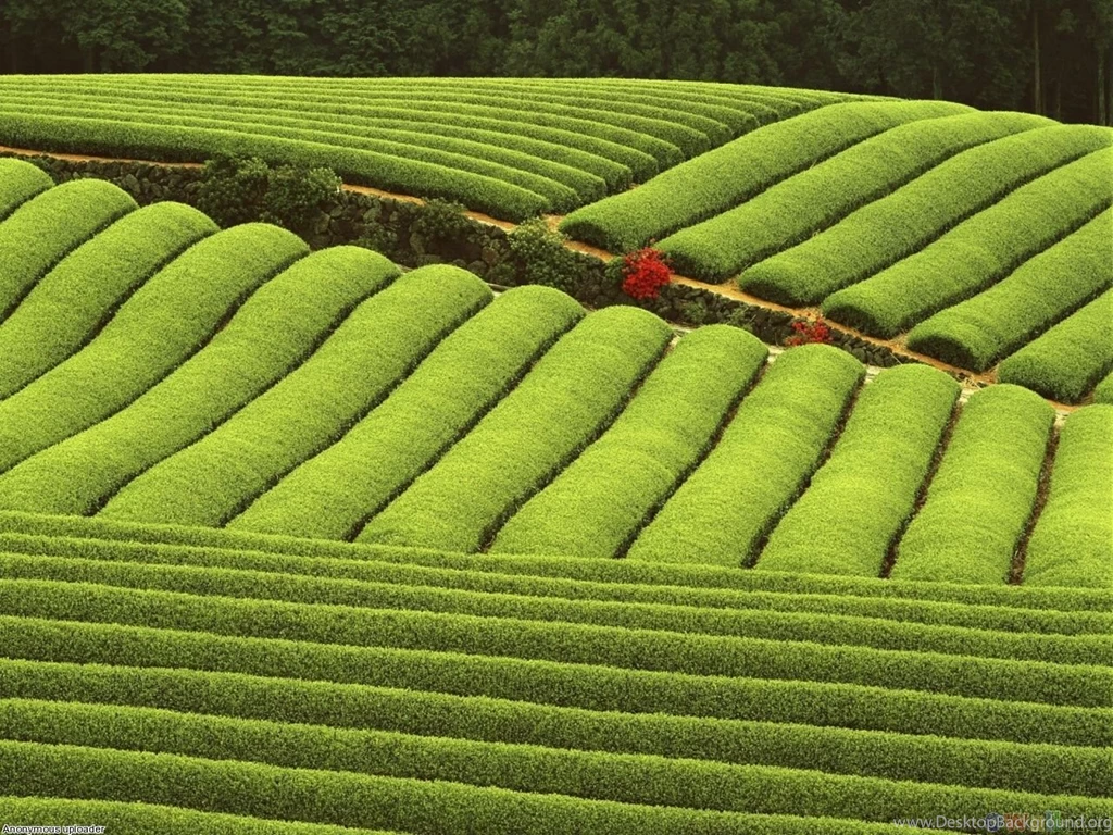 Gardens Wallpaper: Tea Plantation Wallpapers Full HD Wallpapers ...