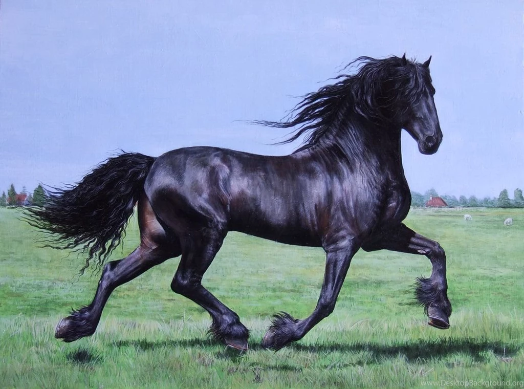 Friesian Horse Wallpapers