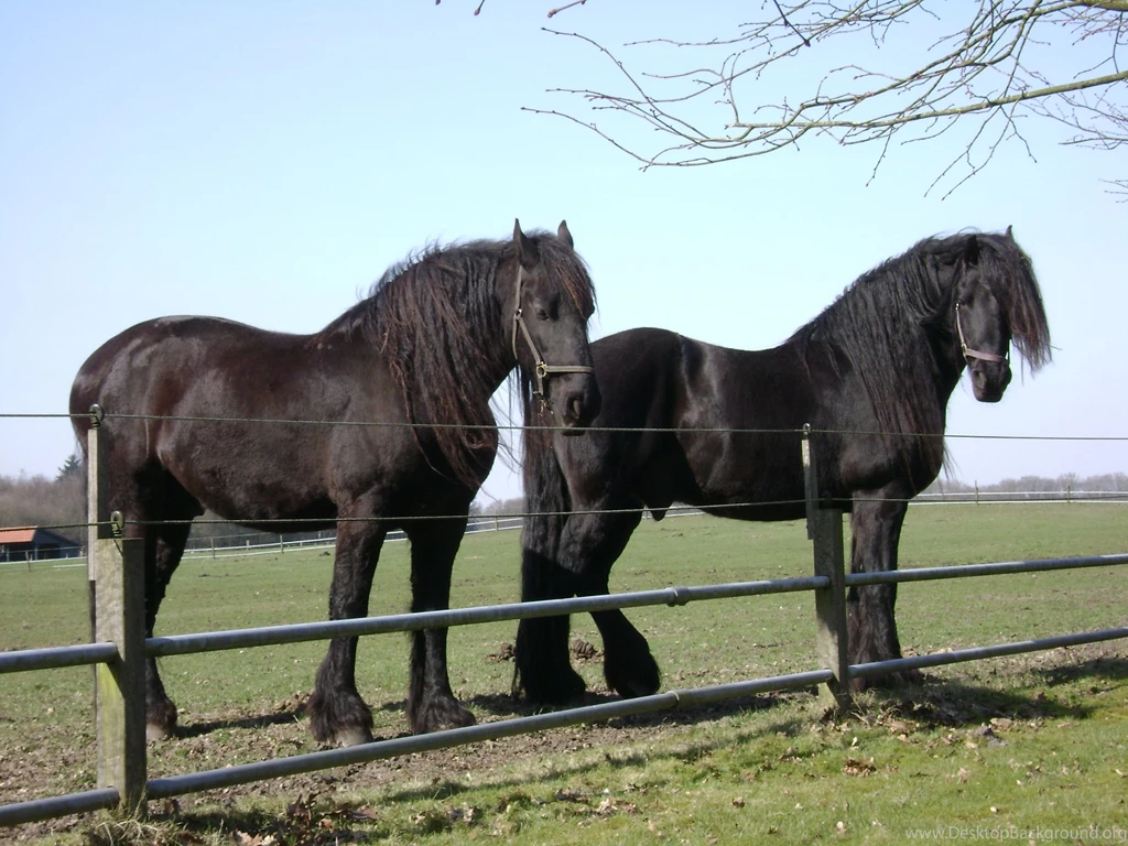 Friesian Horses HD Wallpapers