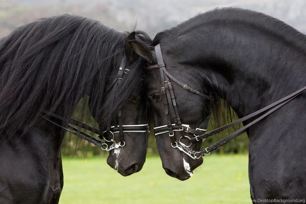 Horses: Friesian Horses Holland Draft Horse Black Dutch Free ...