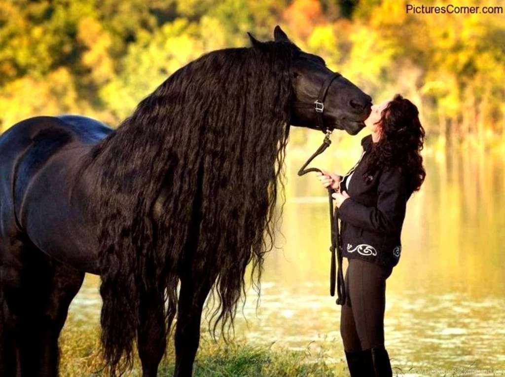 Horses: Sweet Friendship Friesian Horses Holland Draft Horse Black ...