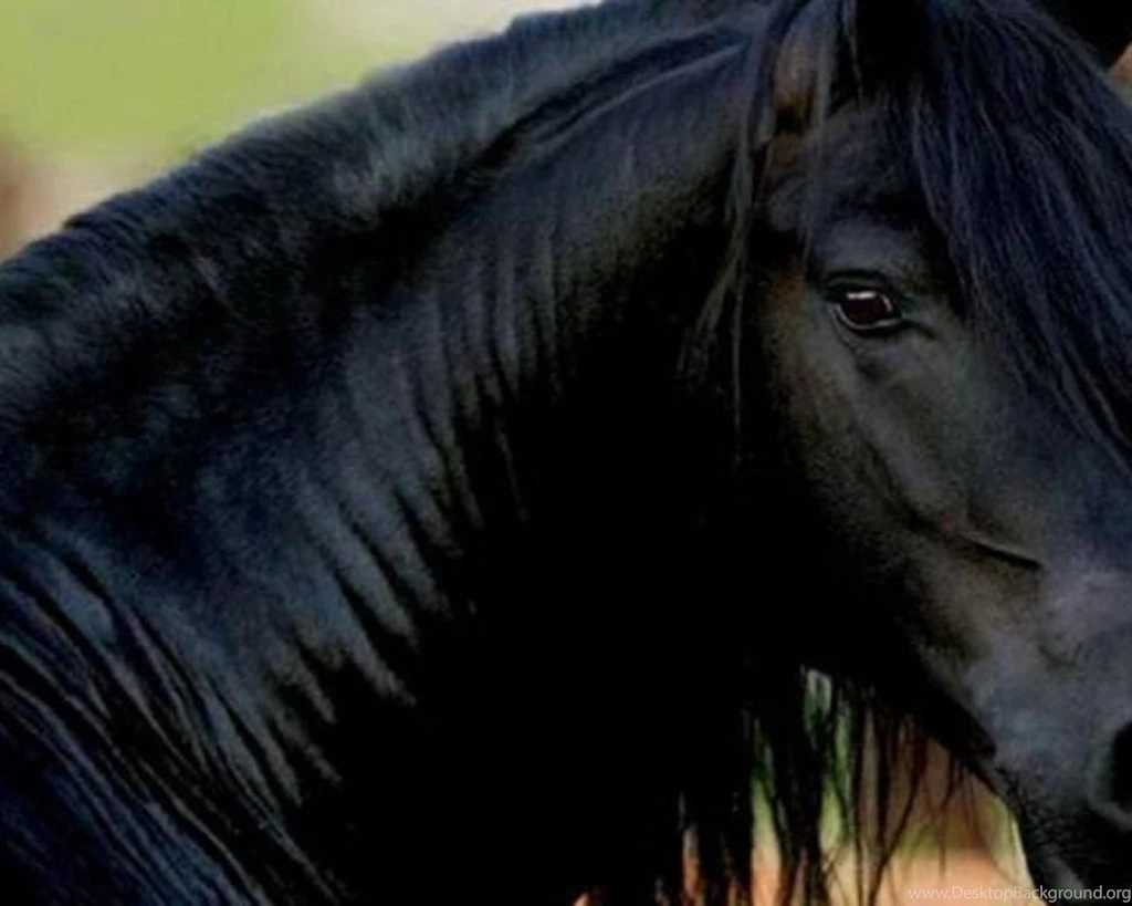 Friesian Breed 1241734 Wallpapers (