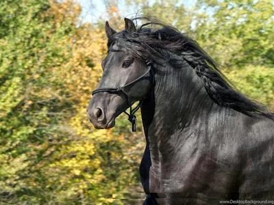 Secrets Of Happiness: WORLDS Extreme Beautiful FRIESIAN HORSE ...