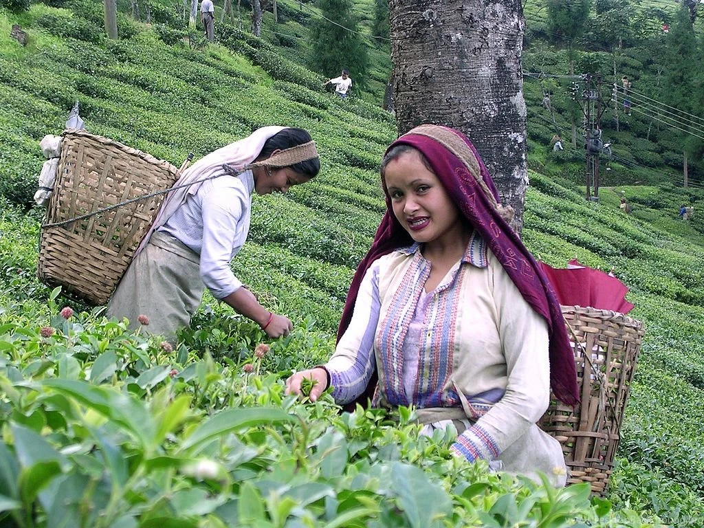 File:Darjeeling Tea Garden Worker.jpg   Wikimedia Commons
