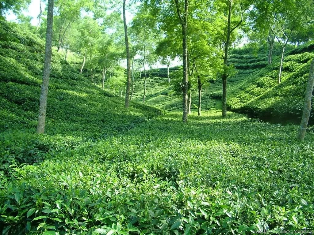 Srimangol tea garden – S.M.A.RAZZAK