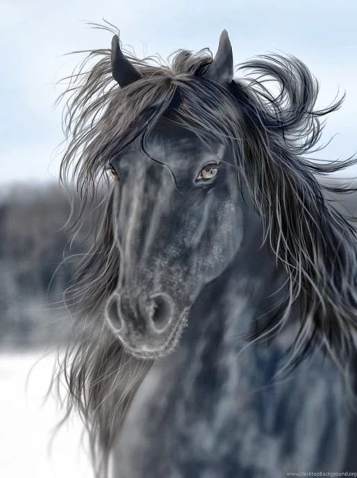 Secrets Of Happiness: WORLDS Extreme Beautiful FRIESIAN HORSE ...