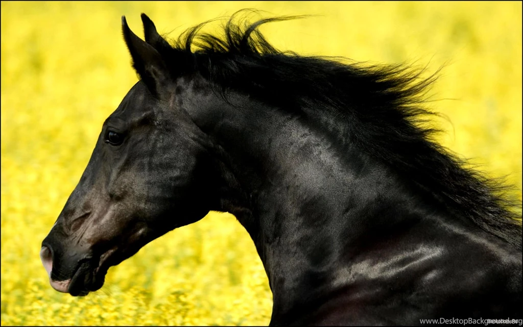 Friesian_horse_wallpaper_1.jpg