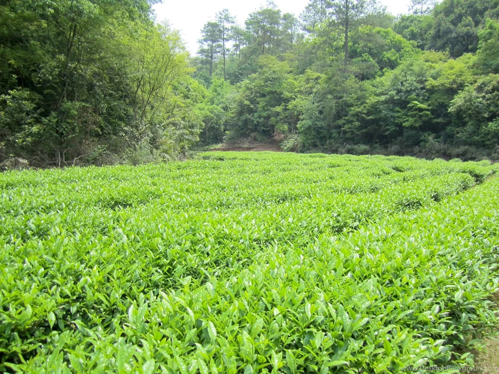 Imperial Rou Gui Rock Wulong Tea 2015