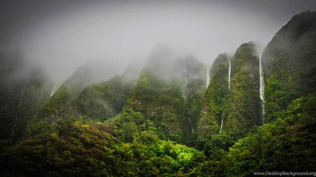 Jungle Wallpapers Downloads 5334 Amazing Wallpaperz