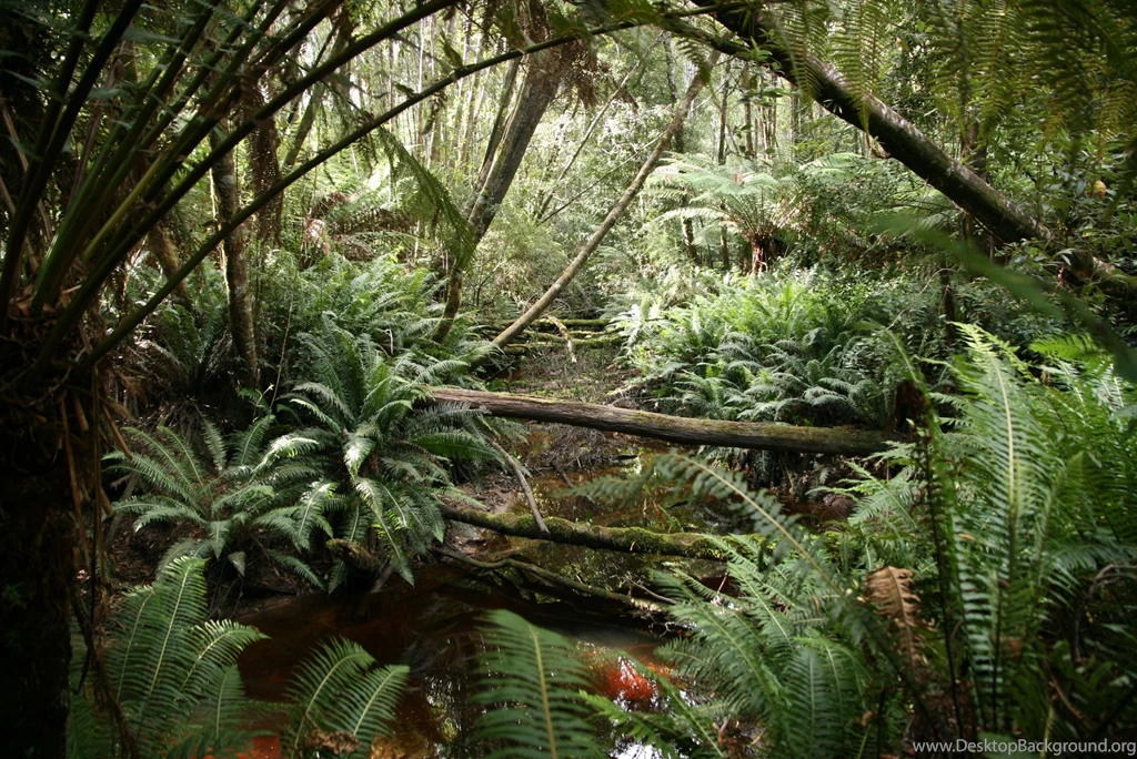 Jungle