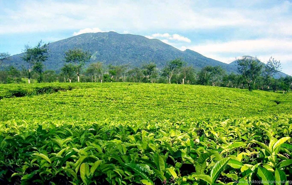 1366x868px Tea Garden Backgrounds
