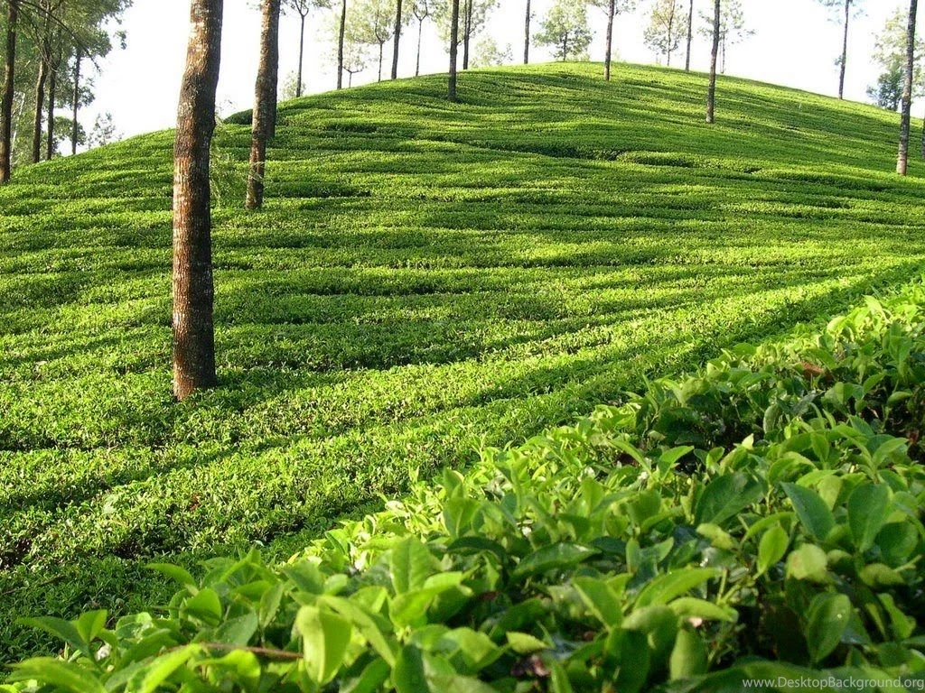 Tea Garden, Sylhet