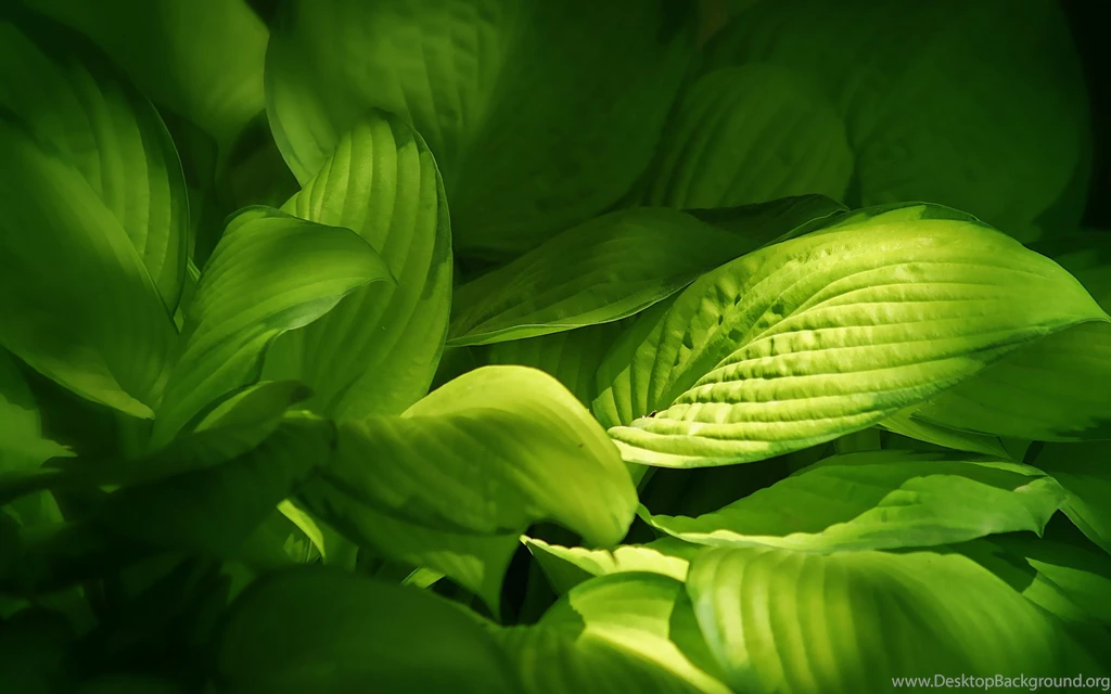Leaves Macro Wallpapers Picture