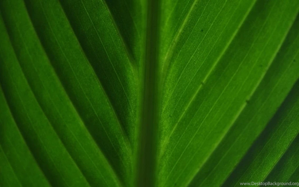 Leave Wallpapers Macro By SexyKOT69 On DeviantArt