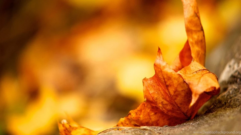 1600x900 Autumn Maple Leave Wallpapers