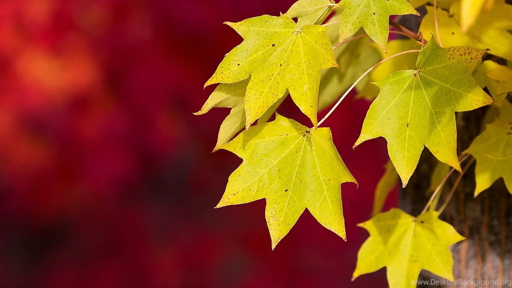 Autumn Leaves Wallpapers High Resolution