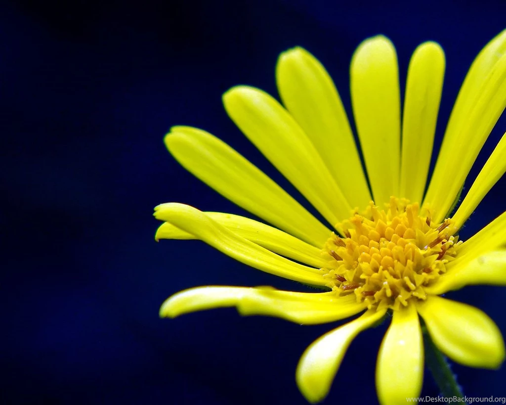 Yellow In Blue Wallpapers By Petteram On DeviantArt
