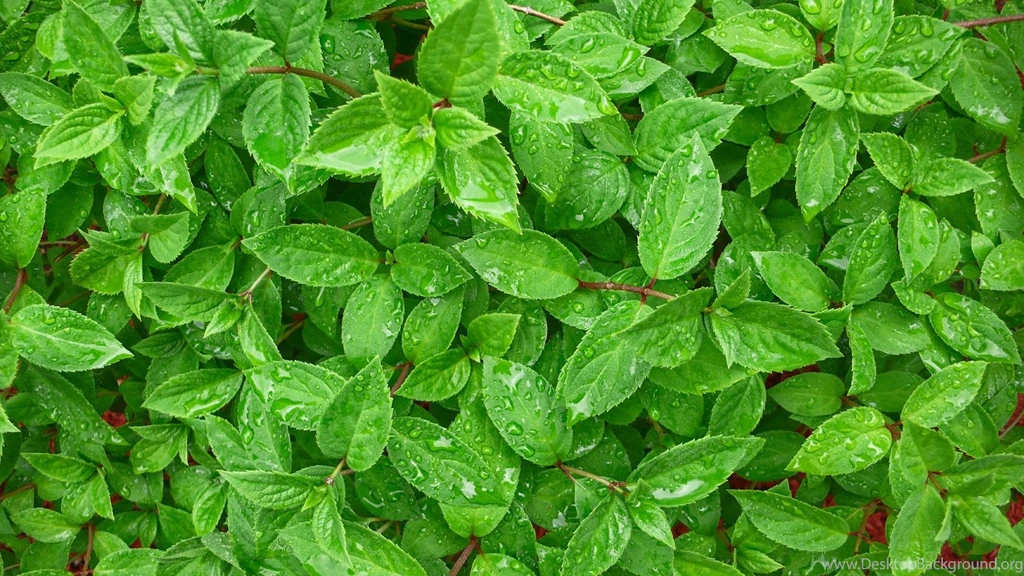 Tea Leaves HD Wallpaper, Tea Leaves Images, New Wallpapers