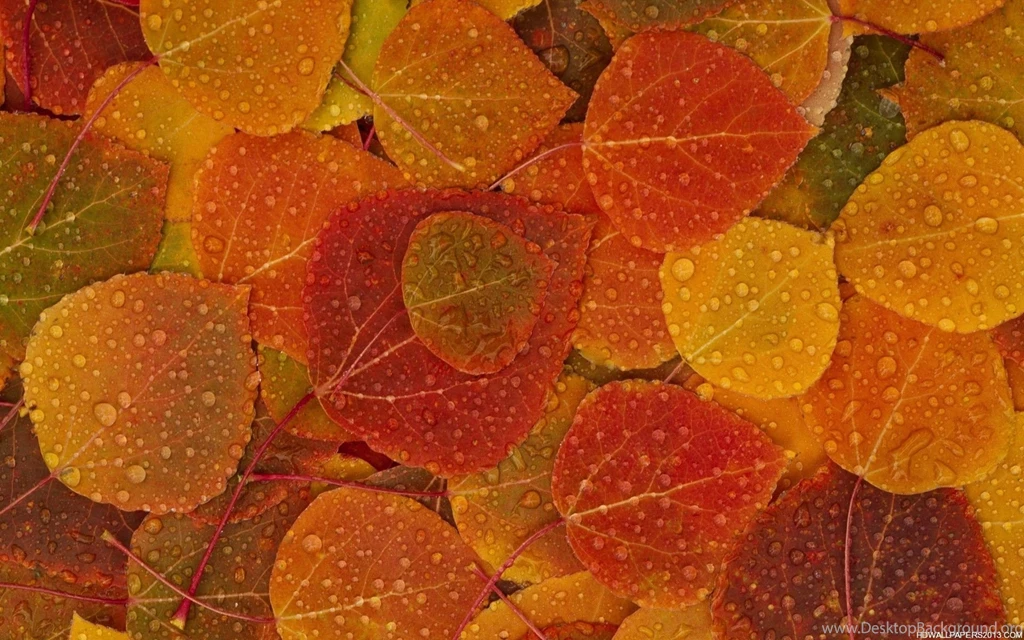 Fall Wallpapers