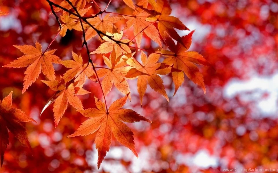 Red And Orange Maple Leaves Widescreen Wallpapers