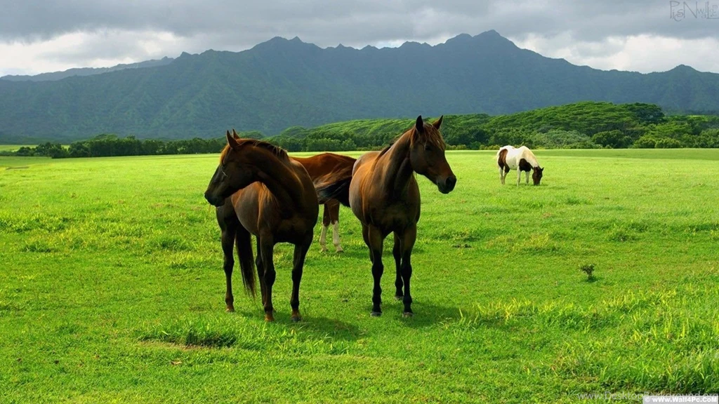 Nature: Top Class Wallpapers