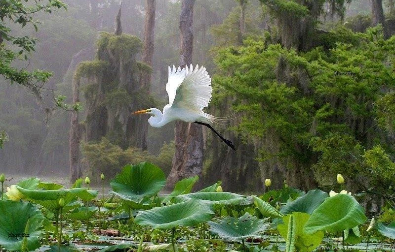 Top Class Wallpapers