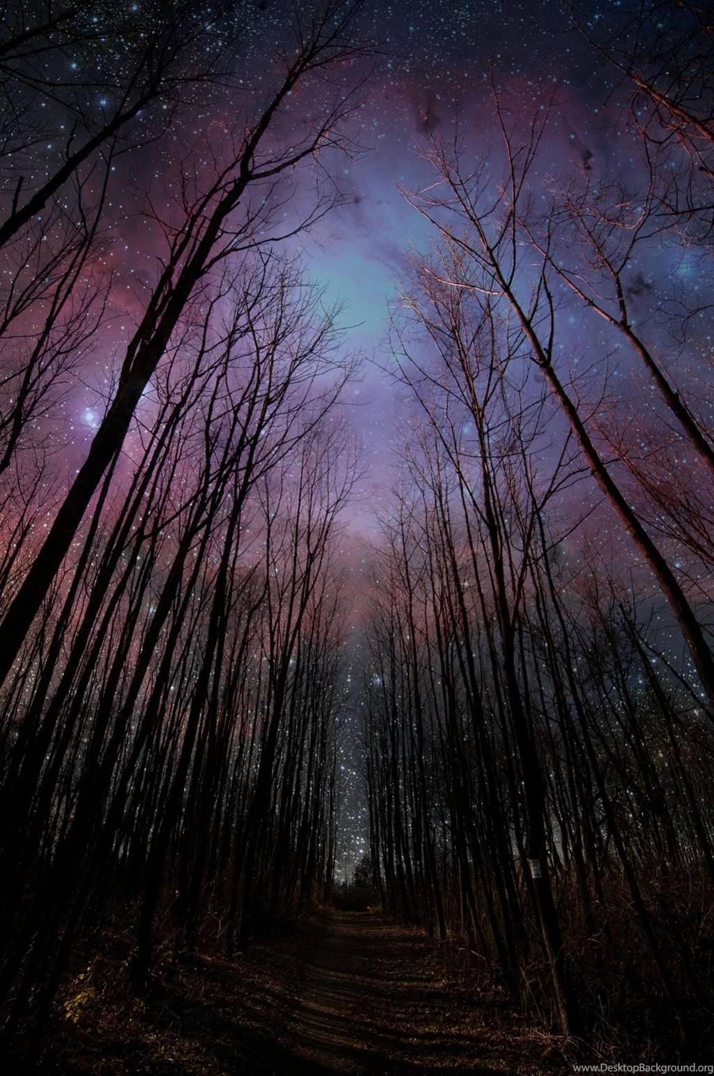 Outerspace Through Dead Trees : Woahdude