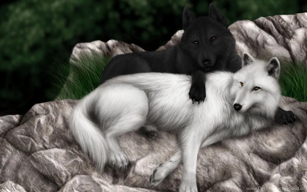Black And White Wolf Wallpapers 717416