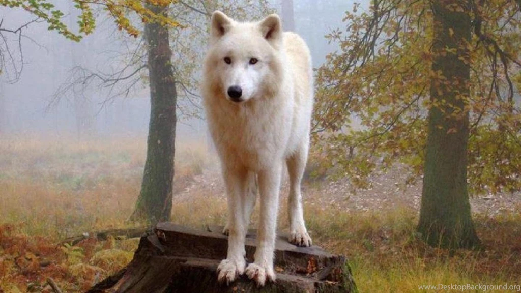 Proud White Wolf (