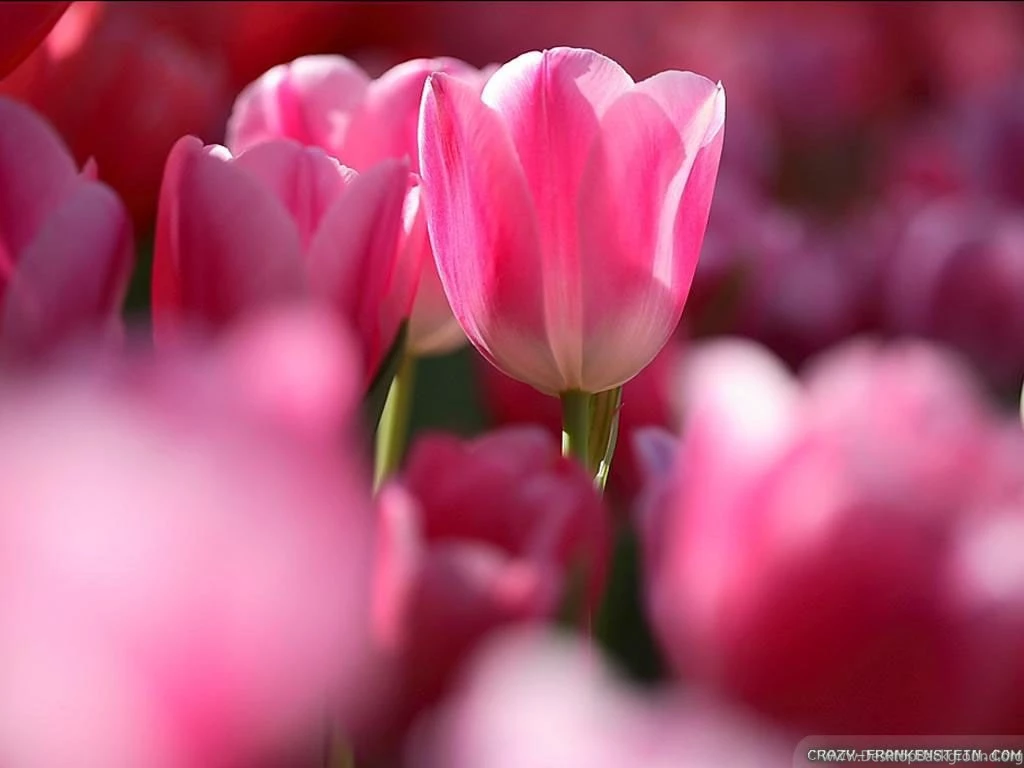 Beautiful Flowers Wallpapers 2 Crazy Frankenstein
